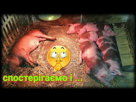 Видео: Навіщо ВІН потрібен❗Чому, не над годівницею❗Боротьба з нудьгою❗