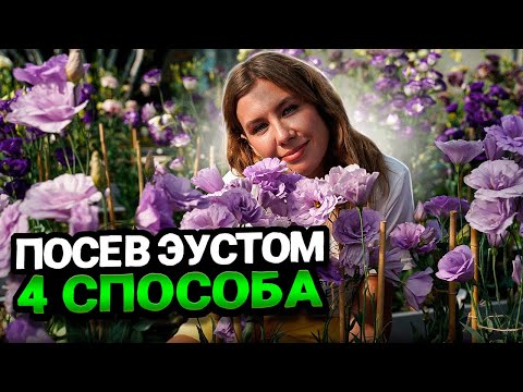 Видео: ВЫРАЩИВАНИЕ ЭУСТОМЫ ИЗ СЕМЯН - 4 способа посева, которые дадут 100% всхожесть