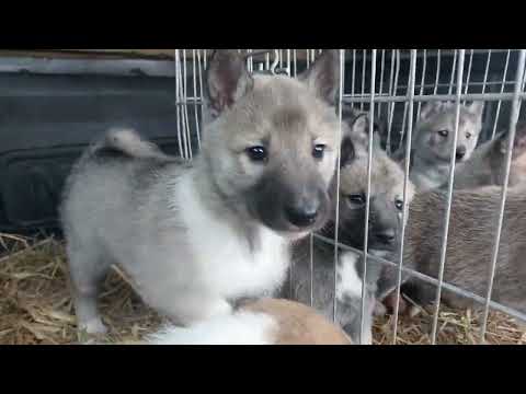 Видео: Осмотр трех пометов щенков лзс