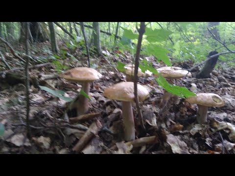 Видео: Ліси Тернопільщини продовжують дивувати врожаєм грибів!