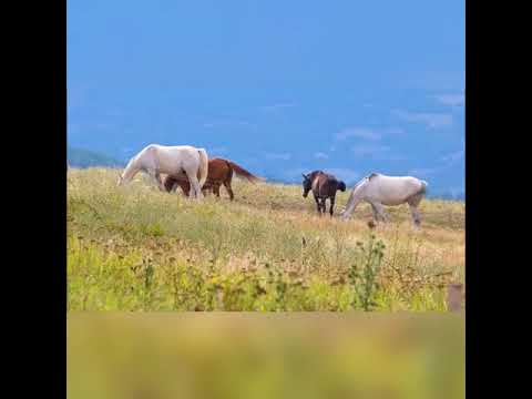 Видео: На кумыкском стих -Родители 2023