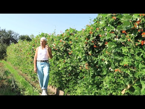 Видео: Как сделать металлическую шпалеру для крупной фасоли СТЕНОЙ ч.2