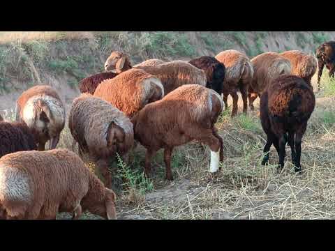 Видео: 8 ноября 2025 г стоп фурухта шуд нох Кубодиён