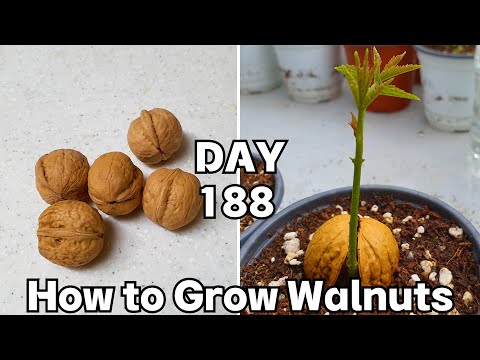 Видео: Walnut seed germination : Всхожесть семян грецкого ореха (7 месяцев)