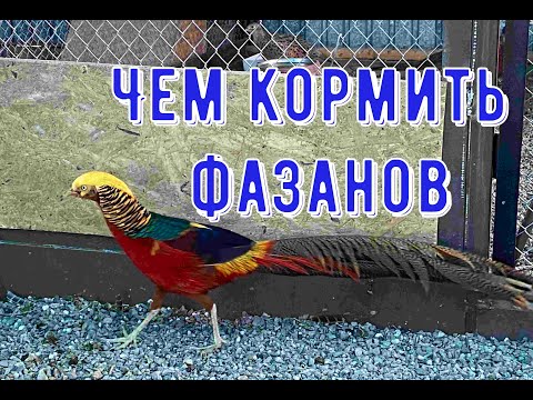 Видео: Чем кормить фазанов.