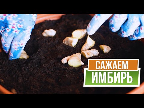 Видео: Как вырастить имбирь в домашних условиях