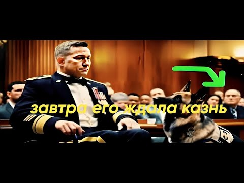 Видео: «Завтра его ждала казнь но когда заговорила его K9 собака, судья рухнул на колени, а весь зал замер!