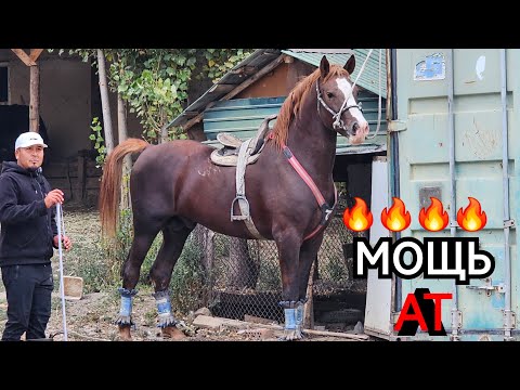 Видео: ДЕРЗКИЙ АТ😱 ТААМАЙ ШОКОЛАД 170 см