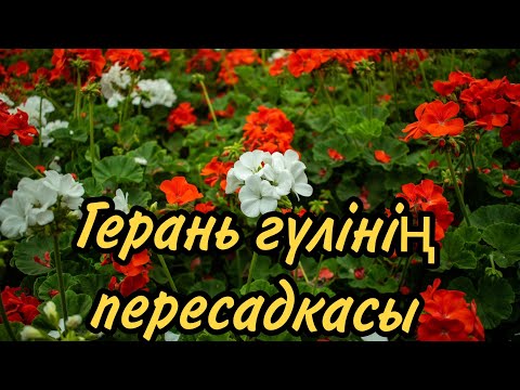 Видео: Герань гүлінің күтімі, пересадкасы                   #герань#қазтамақ#үйгүлдері