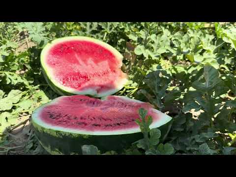 Видео: Еңбек адамы. Қарбыз өсіру. Жайылма ауылы. Әлімбай Аян Әлімбайұлы 