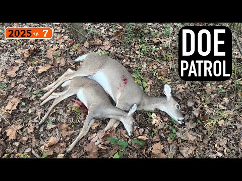 Видео: Я нашёл оленя в 100 ярдах от дороги... Случайное место на общественной земле.