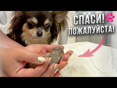 Видео: Щенок родился без признаков жизни. Битва за жизнь новорожденного щенка на глазах его мамы!