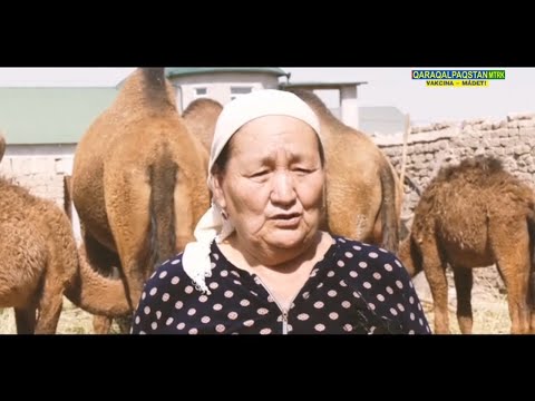 Видео: Түйе сақлап атырған заманласларымыз