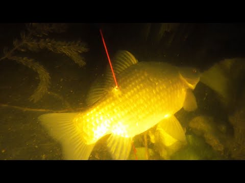 Видео: Підводне полювання, здоровенні карасі у траві, спорядження або які ласти вибрати?