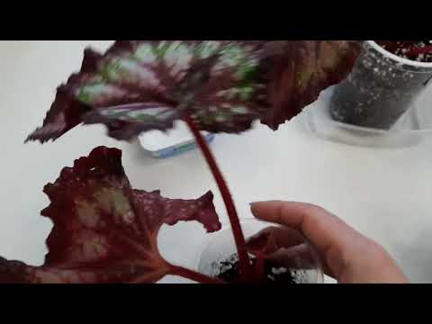 Видео: мои бегонии ле рекс