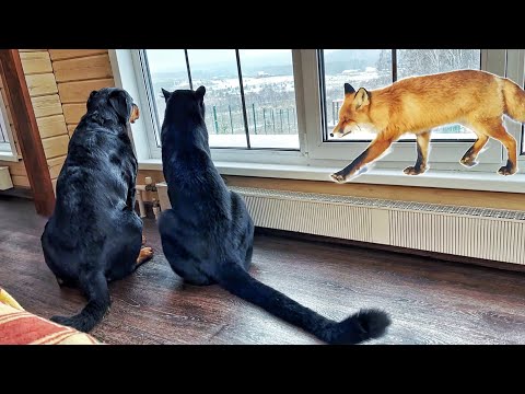 Видео: Наглый рыжий гость у пантеры Луны