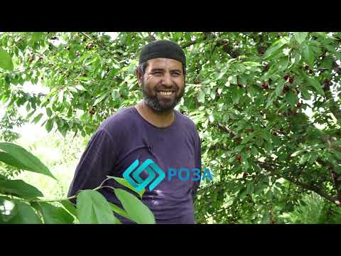 Видео: ЭҢ МЫКТЫ! "ӨЗБЕКСТАНДАН ҮЙРӨНҮП КЕЛГЕН БАГБАНЧЫЛЫК СЫРЛАРЫ МЕНЕН БӨЛҮШТҮ"