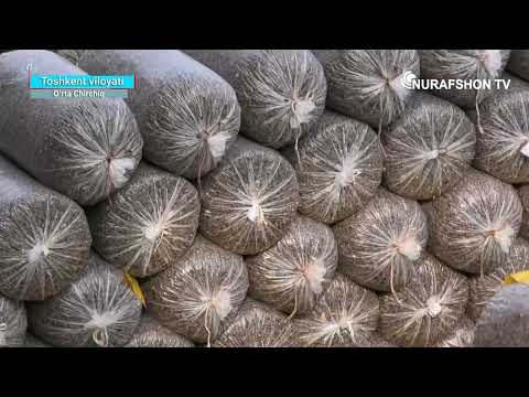 Видео: 🍄‍🟫 Ўрта Чирчиқ туманиг “Дўстлик” маҳалласида фаолият олиб бораёткан "Maniyev agroklaster"