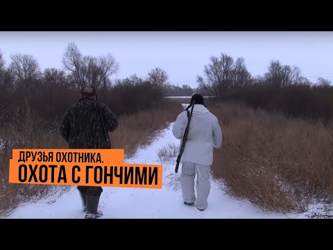 Видео: Друзья охотника \ Охота с гончими