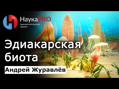 Видео: Как развивалась жизнь на Земле: эдиакарская биота – Андрей Журавлёв | Лекции по палеонтологии