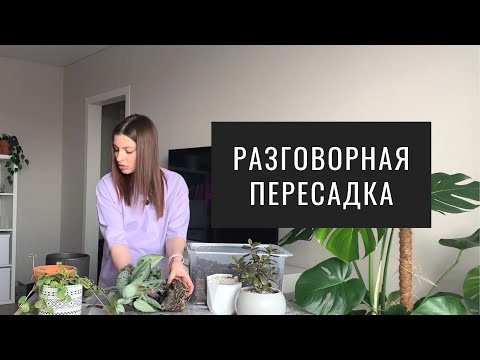 Видео: Пересадка Нескольких Растений и Болтовня о Жизни. Пеперомия Хоуп, Сциндапсус Пиктус, Толстянка.