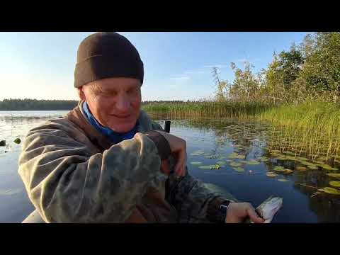 Видео: Пытаемся ловить щук в конце августа.На улице второй месяц жара.