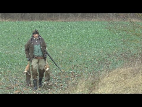 Видео: ДОБЫЛ ТРИ ЗАЙЦА И ЛИСУ. ОХОТА НА ЗАЙЦА И ЛИСУ2025