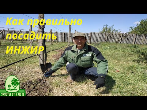 Видео: Как правильно посадить ИНЖИР