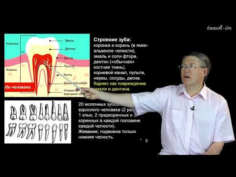 Видео: Дубынин В.А. - 100 часов школьной биологии - 1.9. Пищеварение, ЖКТ