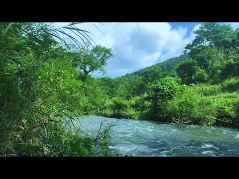 Видео: Шум на Ручей, течащата вода на реката,птичи песни, звуци от природата за отпускане и почивка