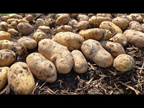 Видео: БУДЕТ КАРТОШКА ВМЕСТО ЗЕМЛИ, ХОТИТЕ? 