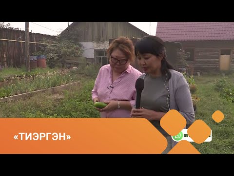 Видео: «Тиэргэн» биэриигэ: Марха оҕуруотчуттара Аргуновтарга (12.08.21)