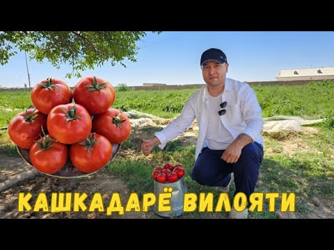 Видео: КАШКАДАРЁ БОЗОРИДА ЯНГИ ПОМИДОР. БУНАКАСИНИ КУРМАГАНСИЗ. BURMAX F1