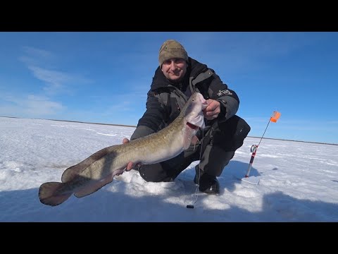 Видео: Рыбалка на налима жерлицами. Рыбалка в Нарьян-Маре на реке Печора.
