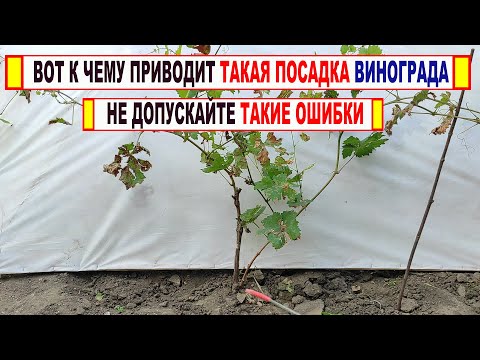 Видео: 🍇 Ошибка! Никогда ТАК не высаживай САЖЕНЦЫ ВИНОГРАДА. После такой посадки все будут смеяться.