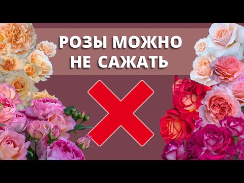 Видео: ПРИКОП ДЛЯ РОЗ НА ЗИМУ. Не можете посадить, сохраните. 29 сентября 2024 г.