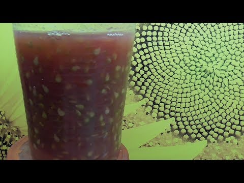 Видео: КАК ЗАГОТОВИТЬ СЕМЕНА ТОМАТОВ? Часть 2. СБРАЖИВАНИЕ. Ольга Чернова.