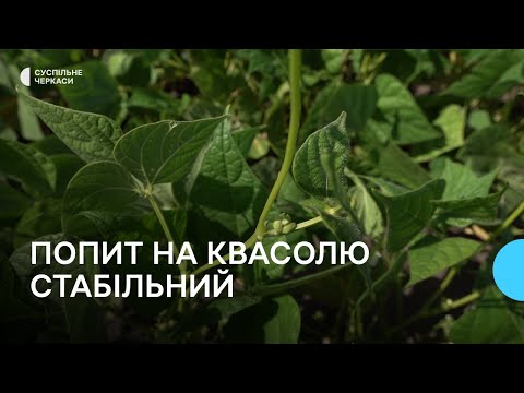 Видео: Квасоля з Черкащини для ЗСУ та на експорт: фермер поділився досвідом вирощування