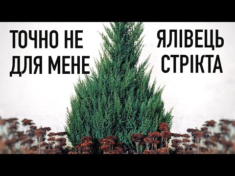 Видео: Ялівець Стрікта,  моя помилкаІ