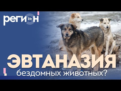 Видео: Регион LIFE | Эвтаназия бездомных животных | ОТС LIVE — прямая трансляция