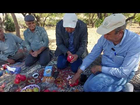 Видео: Вохурӣ бо деҳқонҳои Эрон дар сари замин.