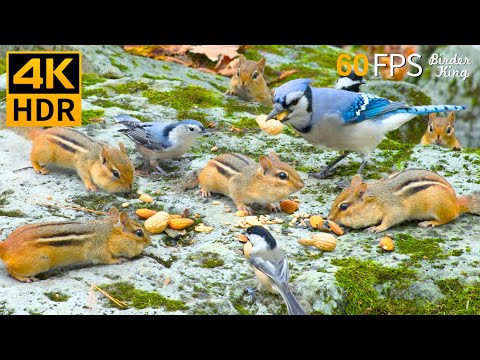 Видео: КОШКА ТВ 😻🐦 Занятые птицы и белки осенью 🐿 4K HDR