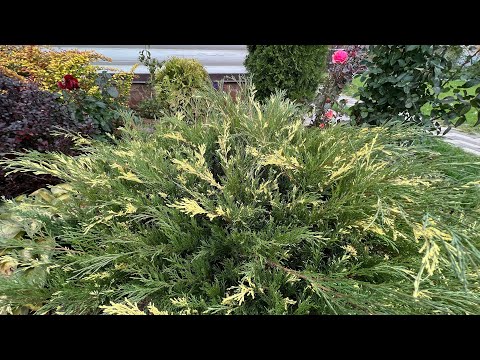 Видео: Стрижка можжевельника и коротко о подготовке роз к зиме.