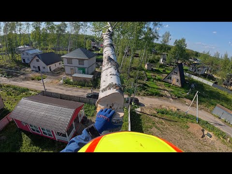 Видео: Спил березы и липы с заказчиком
