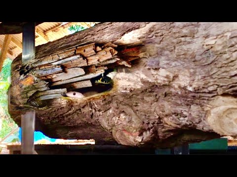 Видео: Задача: распилить красивую текстурированную тиковую древесину ленточной пилой