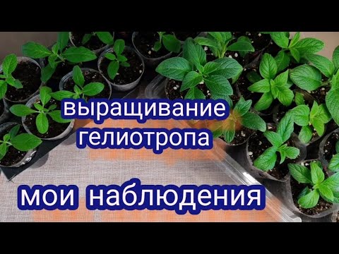 Видео: Выращивание гелиотропа. Почему могут чернеть кончики листьев. Как я решаю проблему