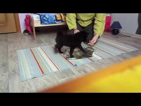 Видео: Лэд  Тренировка2