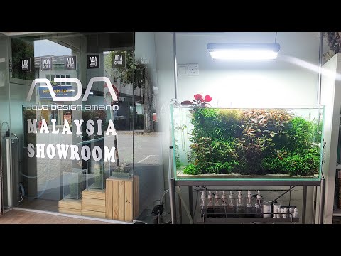 Видео: ADA Malaysia & Nature Inside: аквариумные магазины в Куала-Лумпуре