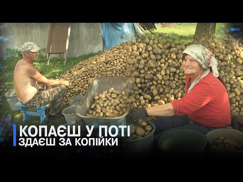 Видео: Селянам – в мінус, а перекупникам – радість: збір картоплі на Волині