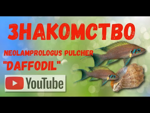 Видео: Нарцисс в вашем аквариуме